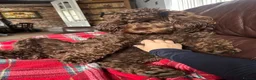 Australian Labradoodle dogs for sale: Multigenerational Australian Labradoodle Puppies - Advert 22