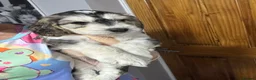 Cockapoo dogs for sale: Only one f1 miniature cockapoo boy left.😍 - Advert 21
