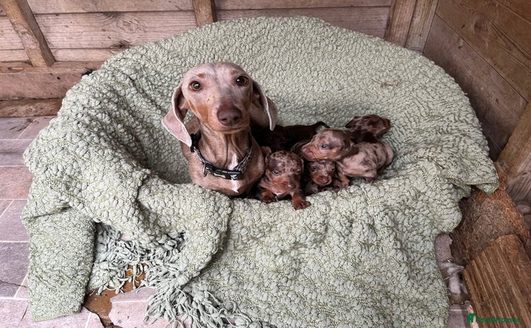 Miniature Dachshund dogs - Advert 16