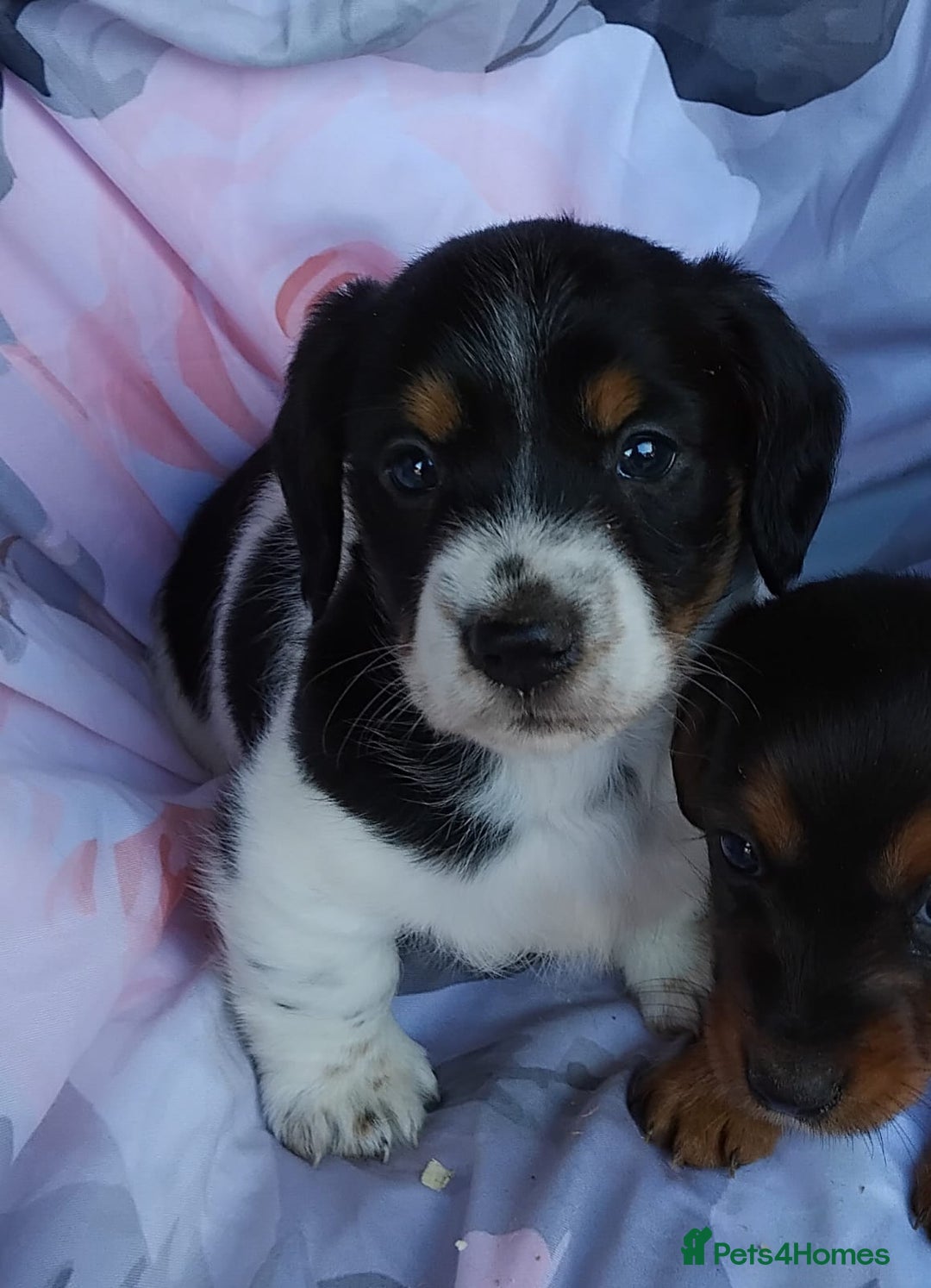 Jack Russell dogs for sale: Two jackrussel puppy's for sale - Image 4