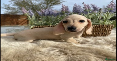 Miniature Dachshund dogs - Advert 13