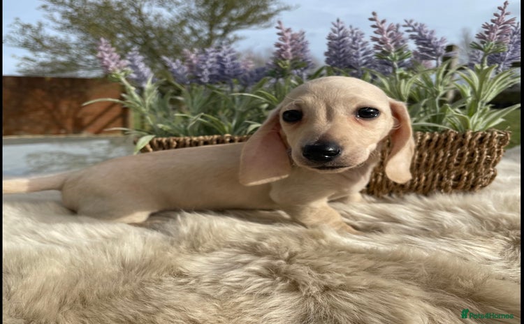 Miniature Dachshund dogs - Advert 1