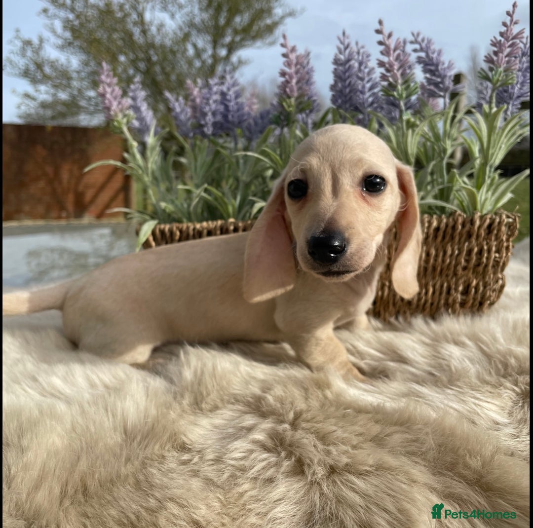 Miniature Dachshund dogs for sale: Cream and black and cream mini smooth haired - Image 3