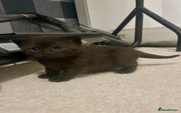 British Shorthair cats for sale: BSH KITTENS - Image 10