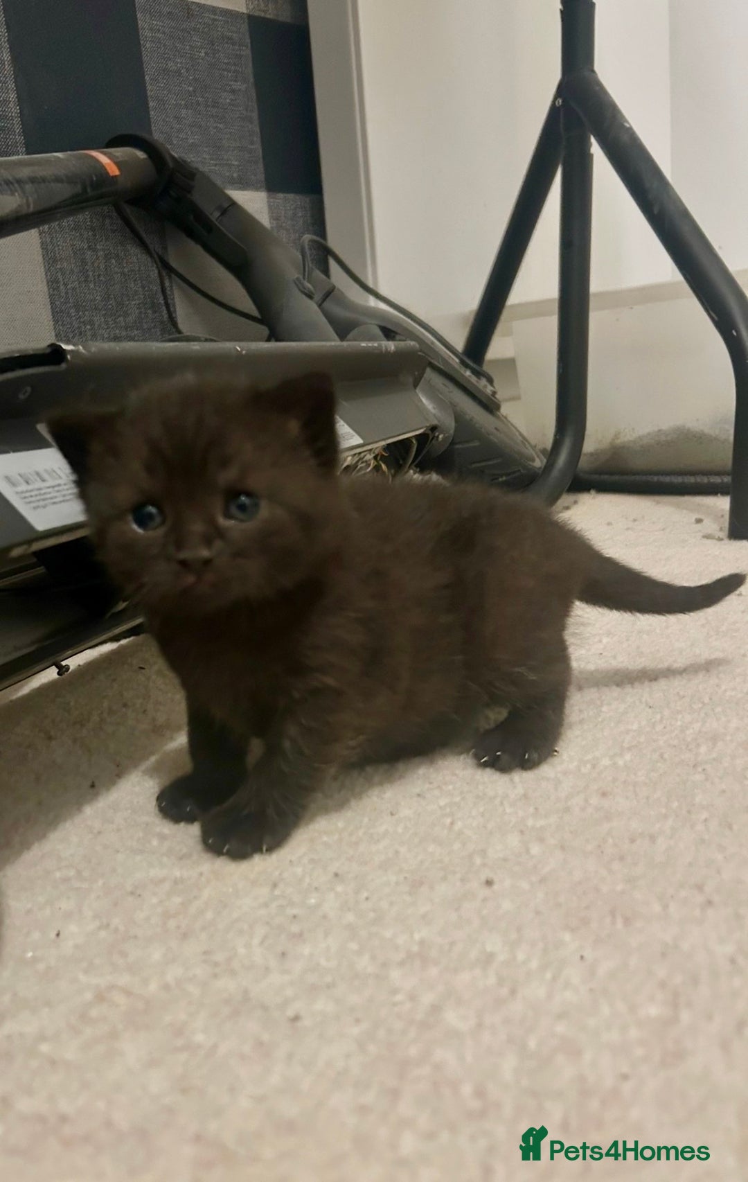 British Shorthair cats for sale: BSH KITTENS - Image 10
