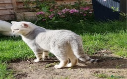 British Shorthair cats for stud: Silver Ticked Tabby British Shorthair GGCF Stud - Image 2