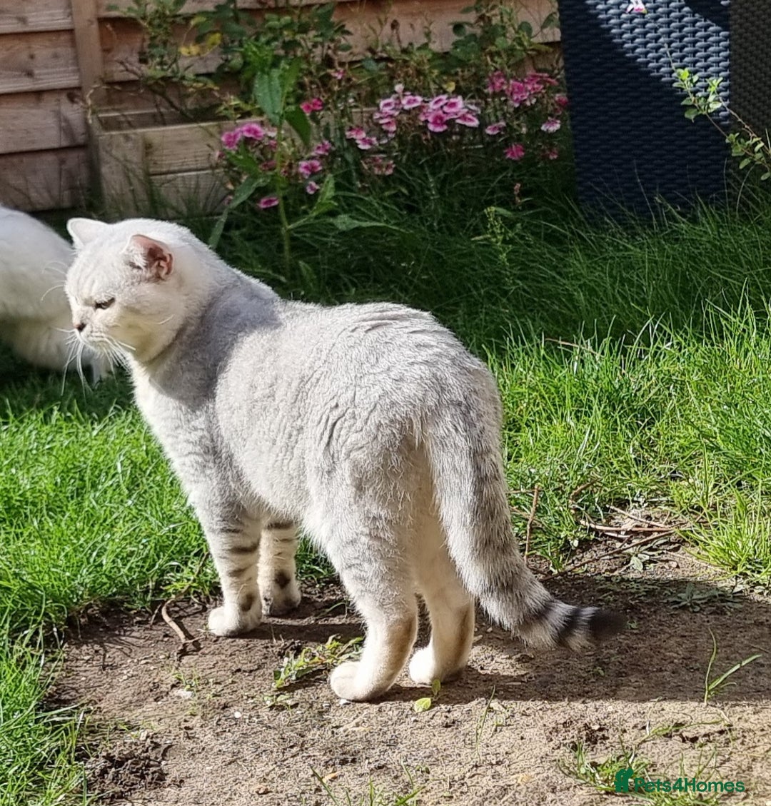 British Shorthair cats for stud: Silver Ticked Tabby British Shorthair GGCF Stud - Image 2