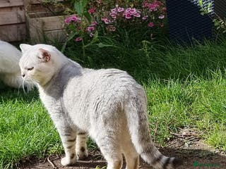 British Shorthair cats Silver Ticked Tabby British Shorthair GGCF Stud - Advert 11