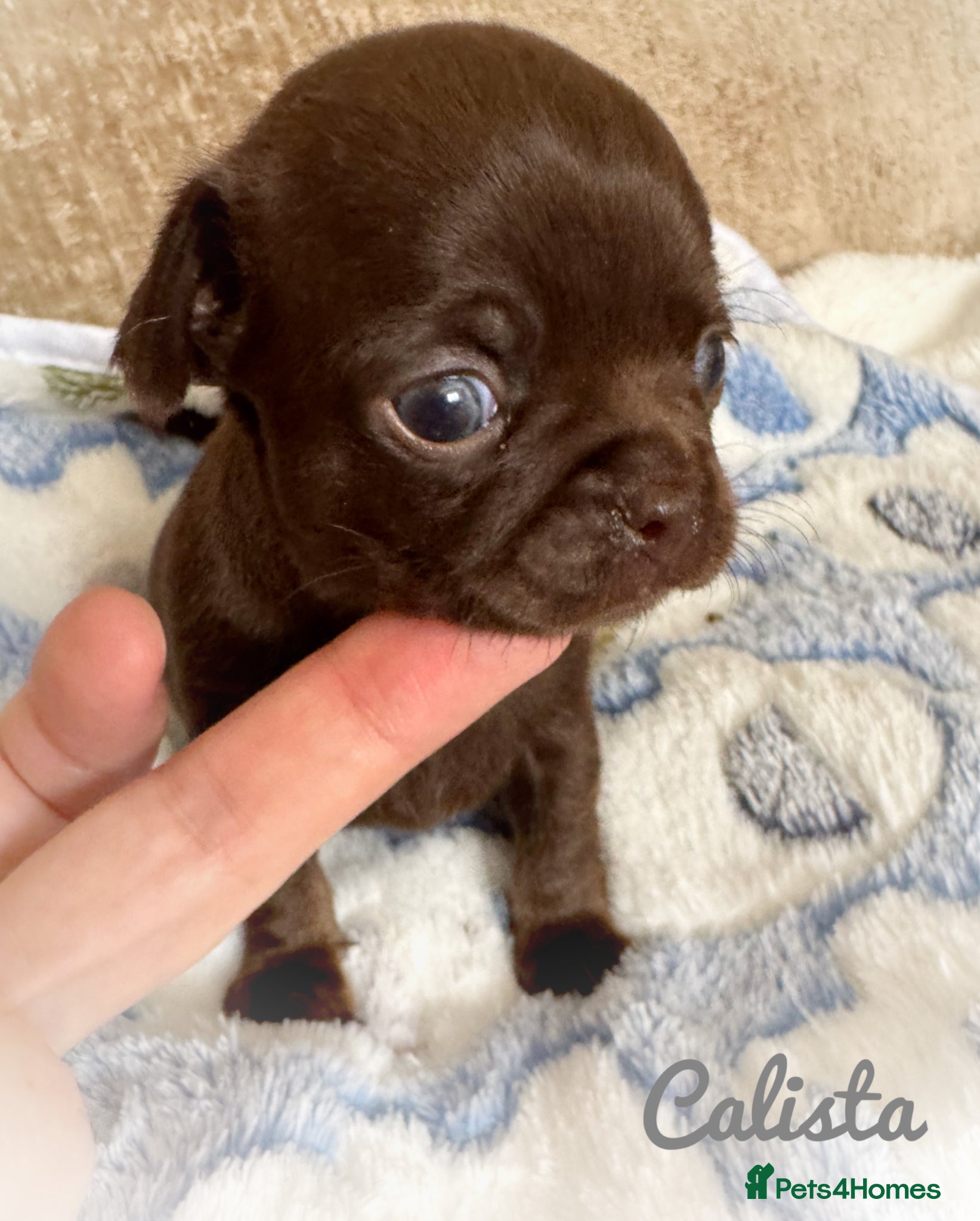 Chihuahua dogs Chihuahua puppies chocolate merle  - Advert 2