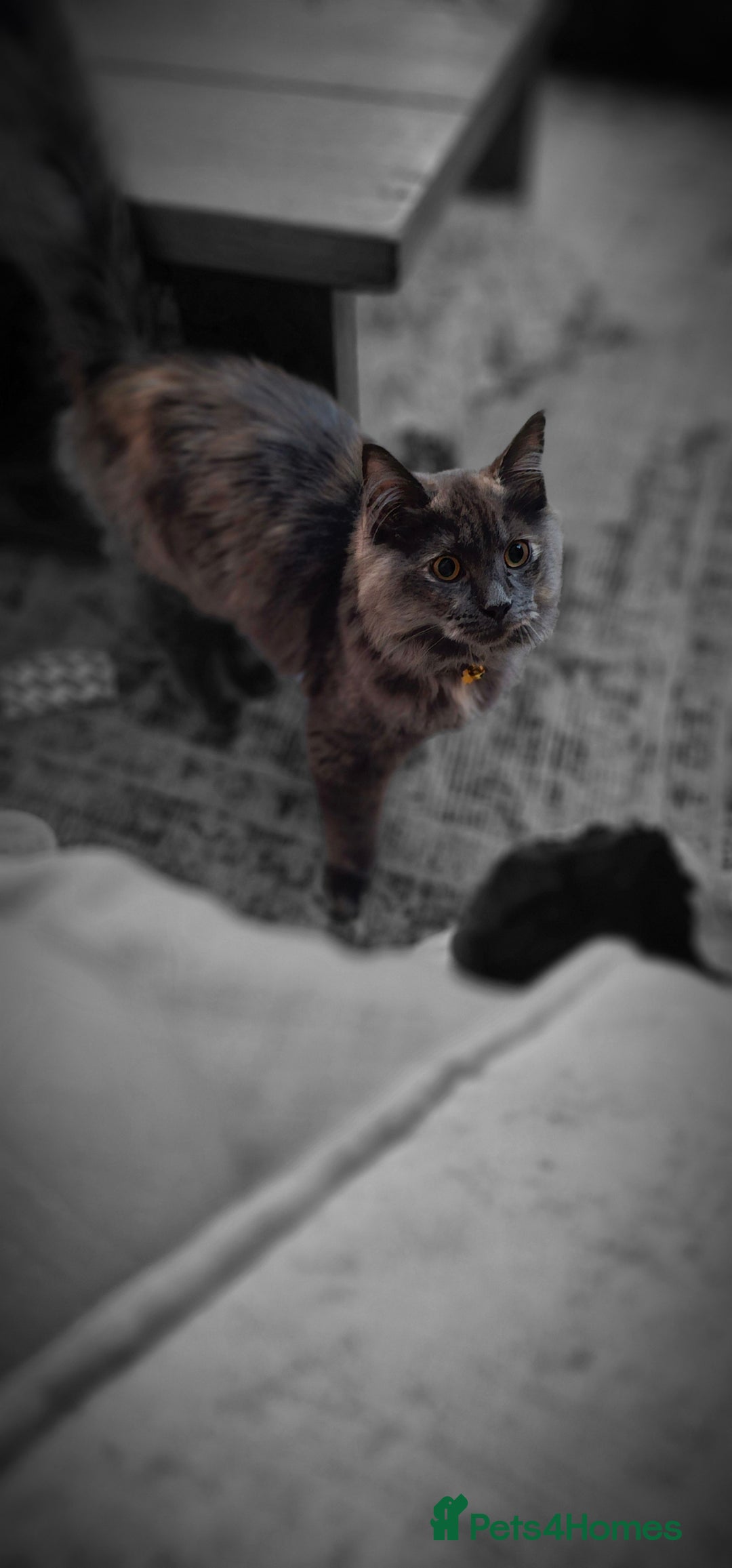 Maine Coon cats for sale:  maincoon  - Advert 7