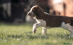 Bracco Italiano dogs for sale: This sweet boy is available  - Advert 4