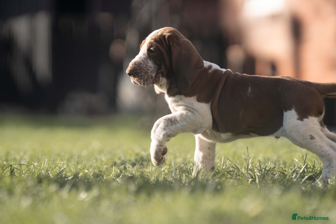 Bracco Italiano dogs for sale: This sweet boy is available  - Advert 4