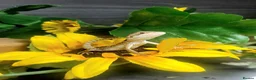 Bearded Dragon reptiles for sale: Baby bearded dragon  - Advert 1