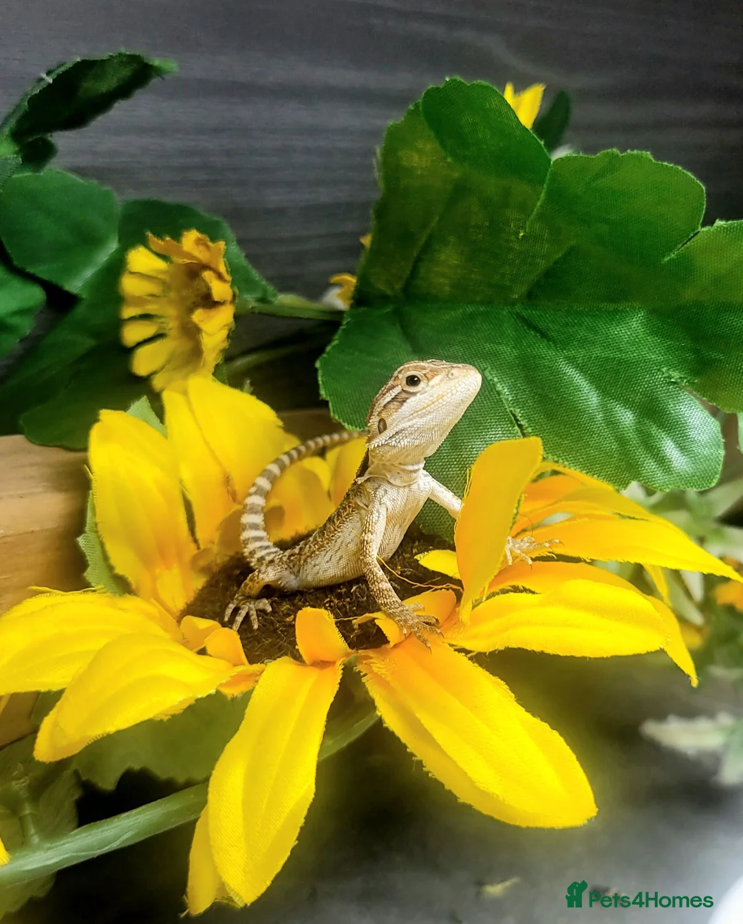 Bearded Dragon reptiles for sale: Baby bearded dragon  - Advert 1