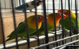 Lovebirds birds for sale: Beautiful and exotic Love bird for sale - Advert 5