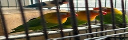 Lovebirds birds for sale: Beautiful and exotic Love bird for sale - Advert 5