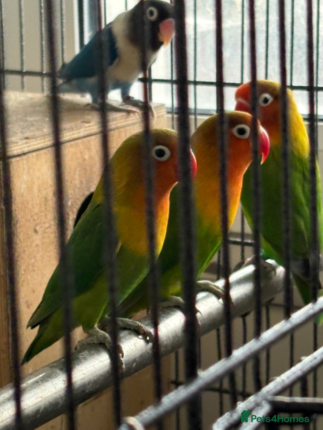 Lovebirds birds for sale: Beautiful and exotic Love bird for sale - Advert 5