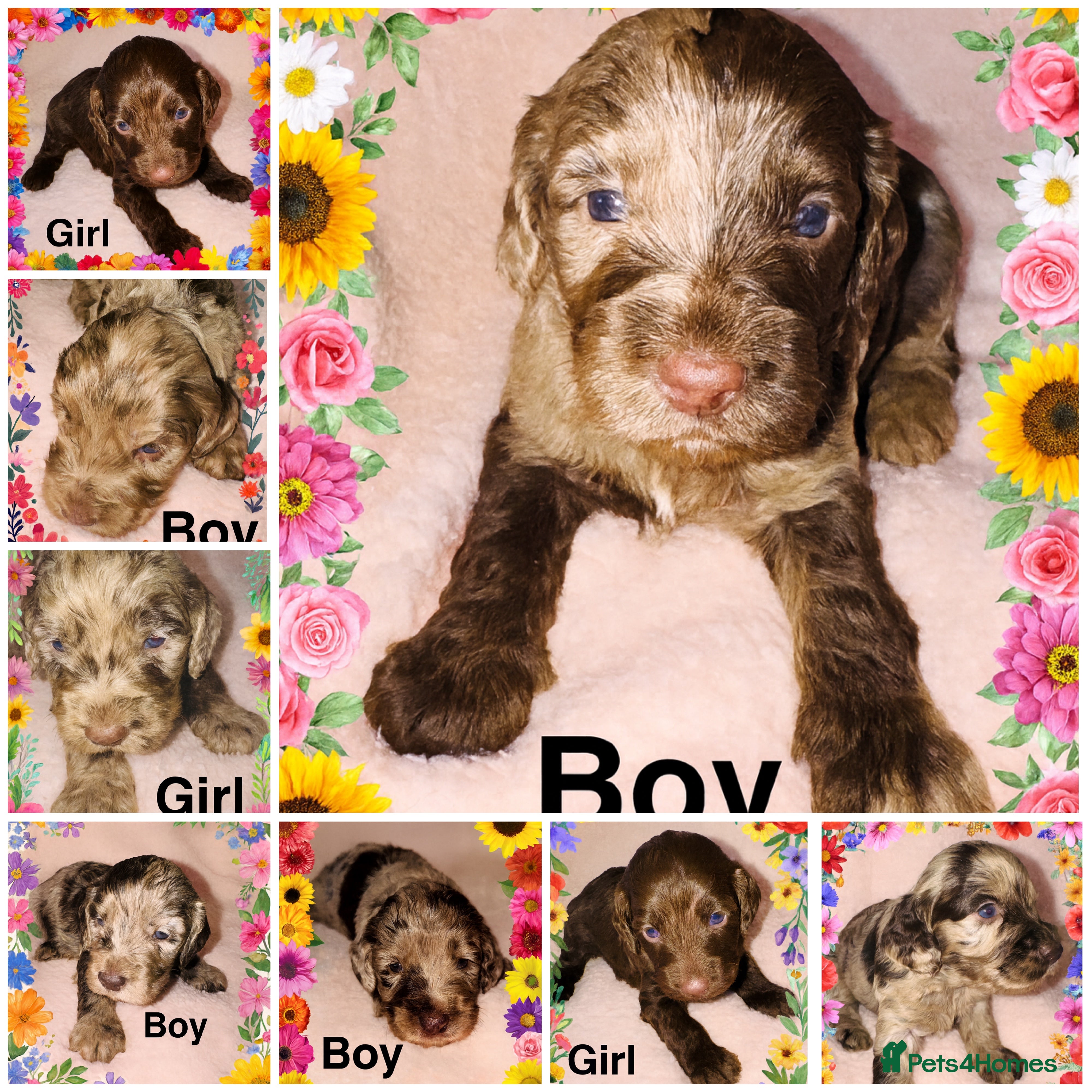 Cockapoo dogs ❤️DNA Tested F1 Rare Merle Cockapoos,Ready 4th Feb - Advert 4