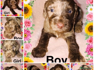Cockapoo dogs ❤️DNA Tested F1 Rare Merle Cockapoos,Ready 4th Feb - Advert 4