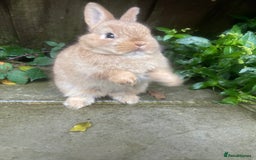 Netherland Dwarf rabbits for sale: Netherland Dwarf Bunnies  - Image 2