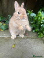 Netherland Dwarf rabbits - Advert 1