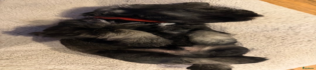 Miniature Schnauzer Puppy 4