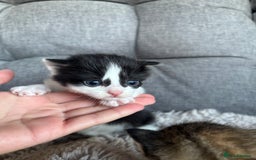 Mixed Breed cats for sale: Cute Kittens for sale! - Image 2