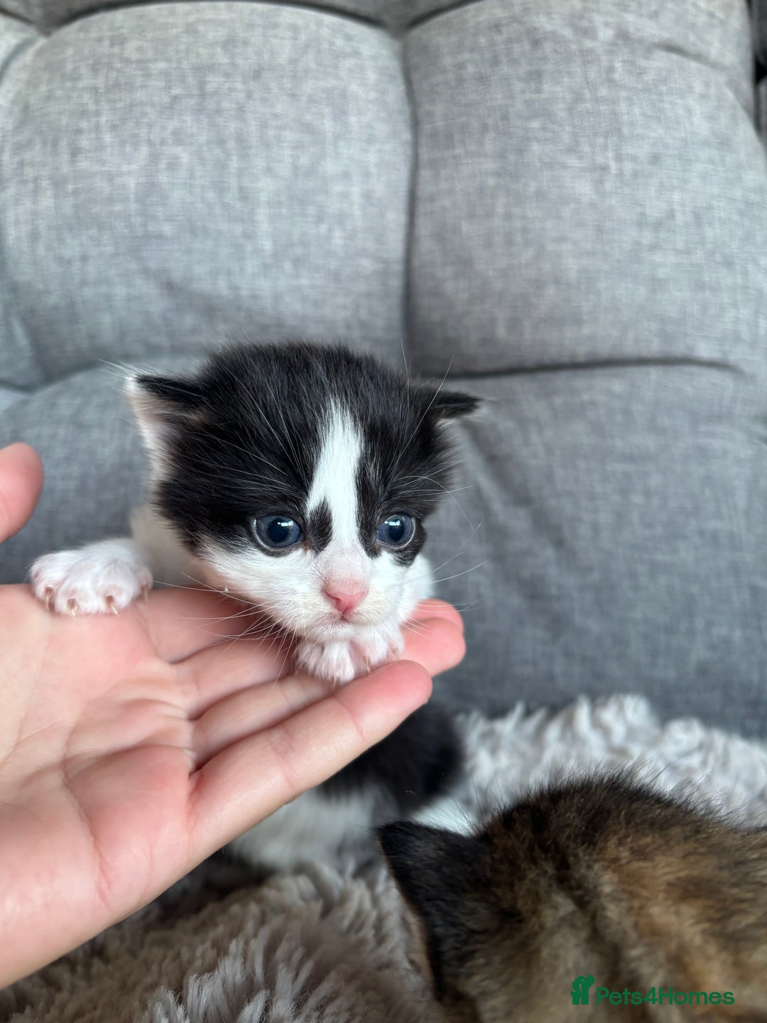 Mixed Breed cats for sale: Cute Kittens for sale! - Image 2