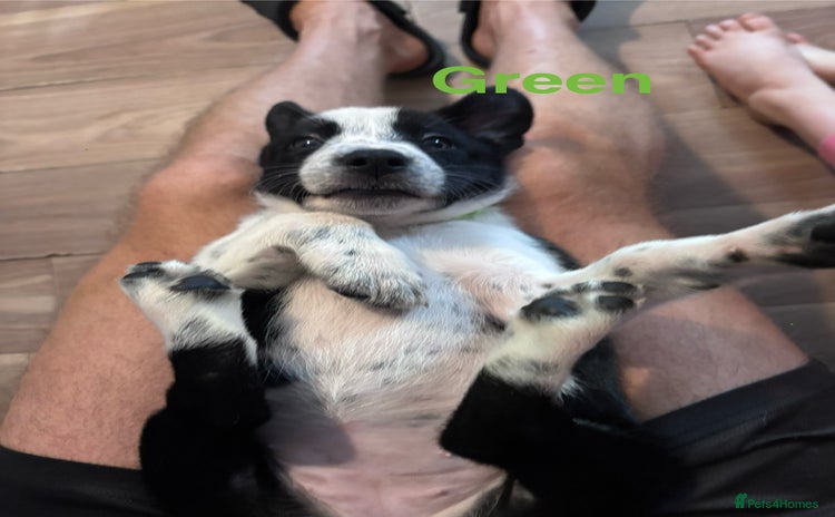 Border Collie dogs - Advert 7