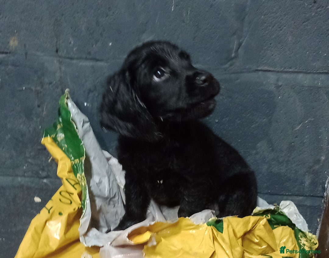 Cocker Spaniel dogs for sale: Cocker Spaniels READY NOW - working - Advert 29