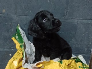 Cocker Spaniel dogs Cocker Spaniels READY NOW - Advert 7