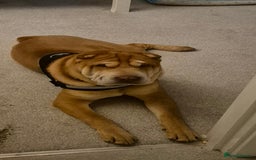 Shar Pei dogs for sale: Beautiful shar pei boy - Image 4
