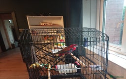 Parrots birds for sale: Rosella male parrot - Image 1