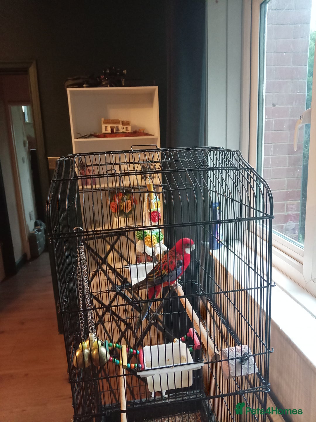 Parrots birds for sale: Rosella male parrot - Image 1