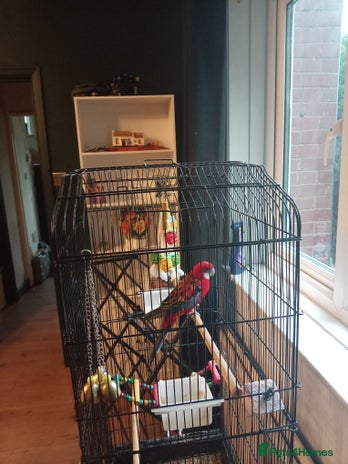 Parrots birds - Advert 4