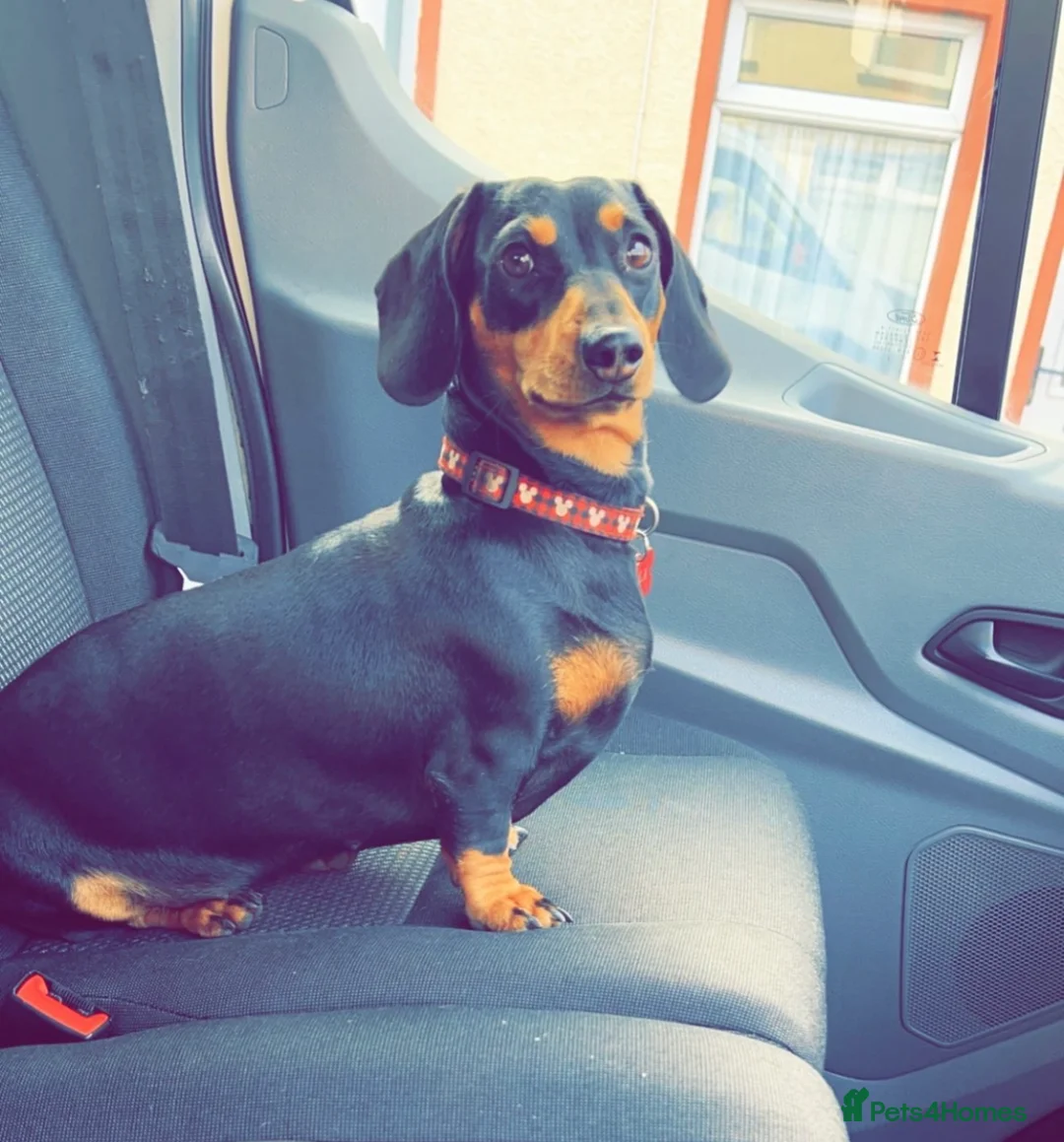 Miniature Dachshund dogs for sale: Miniature Dachshund Puppies - Advert 30