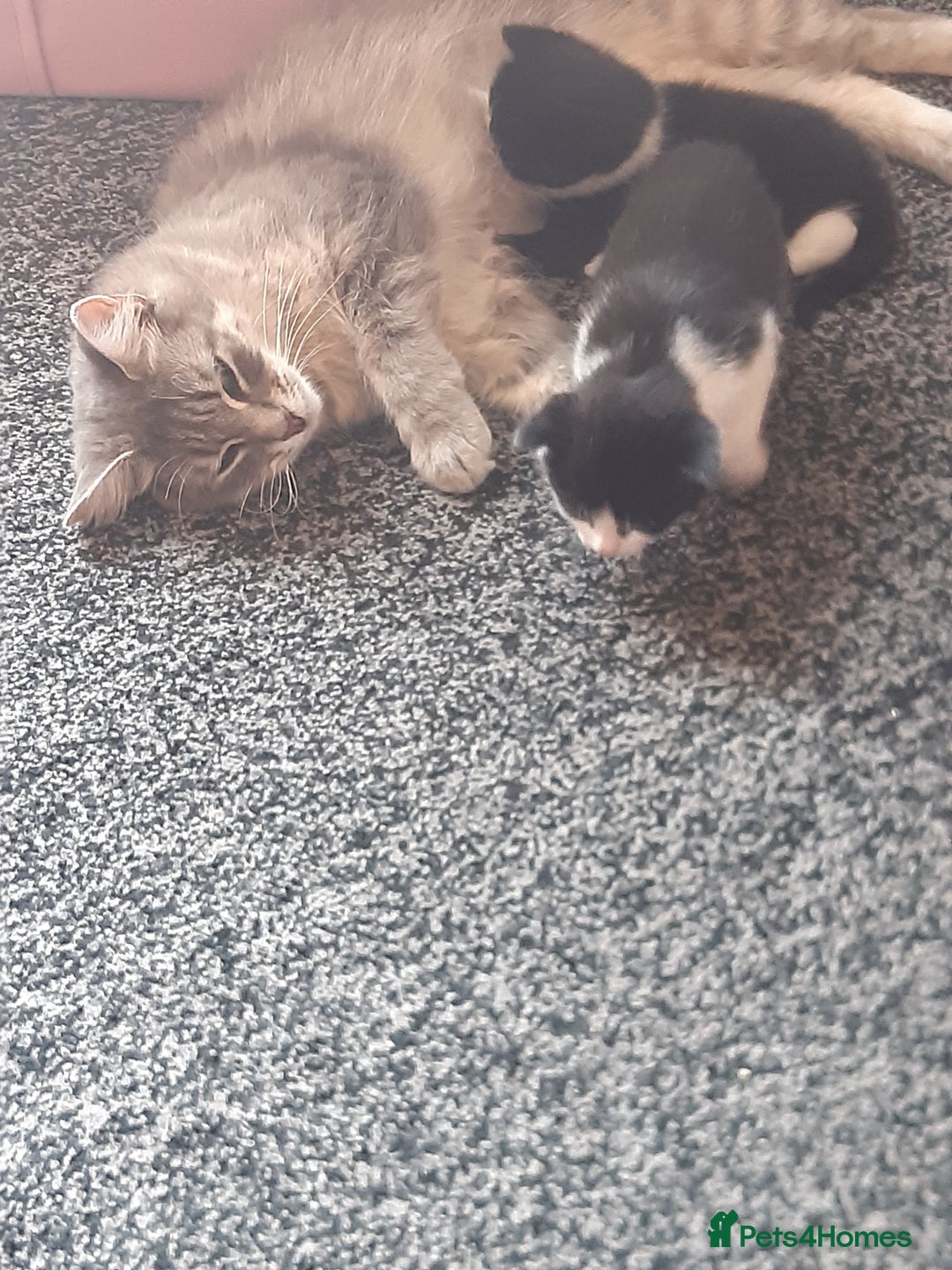 British Longhair cats for sale: 11 week old boy kitten  - Image 8