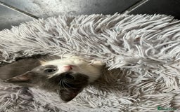 Ragdoll cats for sale: Kittens for sale  - Image 1