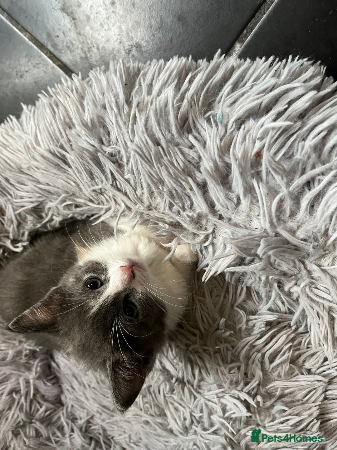 Ragdoll cats for sale: Kittens for sale  - Image 1