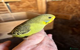 Budgerigars birds for sale: Young Budgies  - Image 6