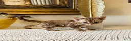 Devon Rex cats for sale: Superb quality Devon Babies TICA Registered  - Advert 14