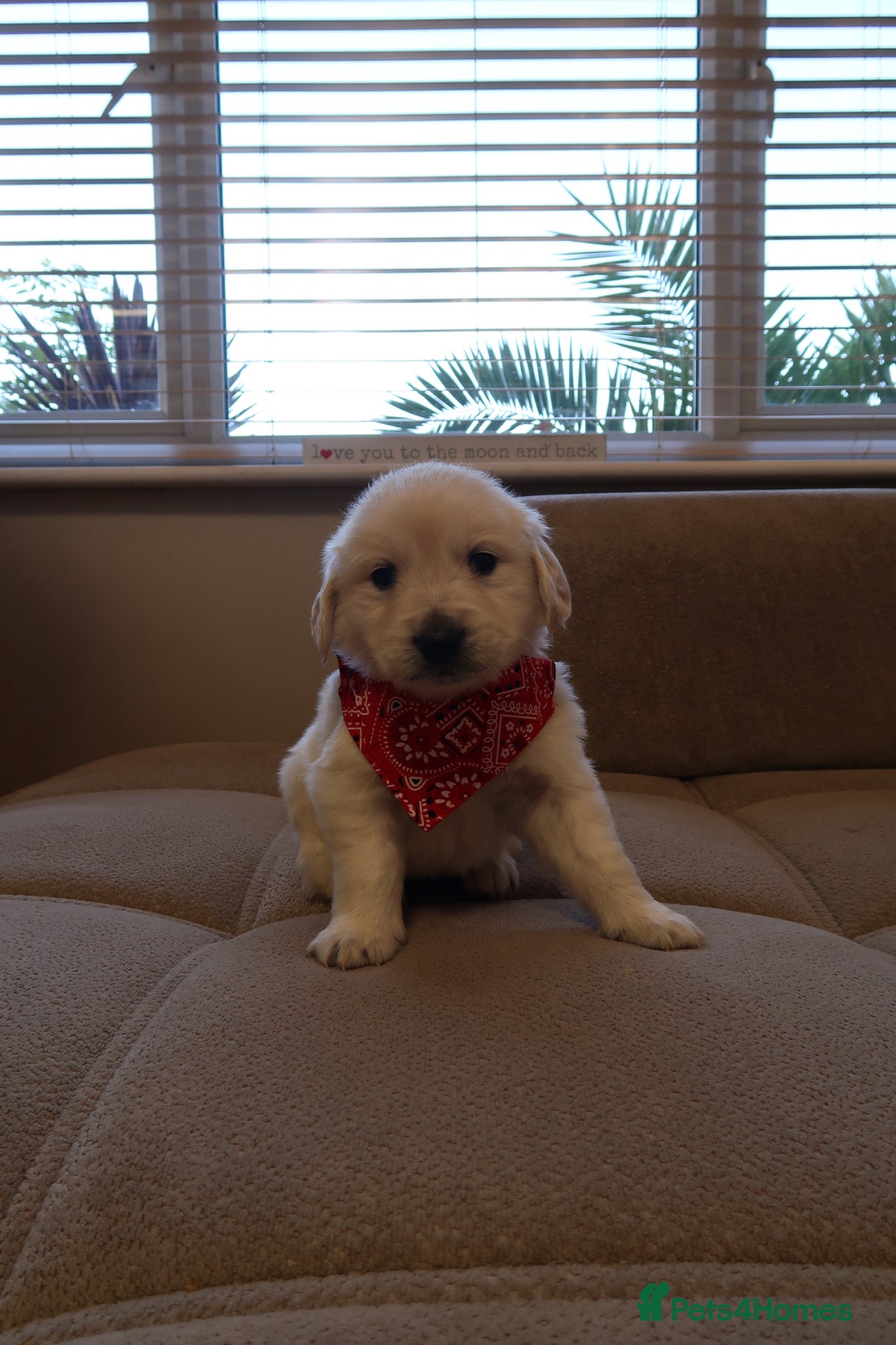 Golden Retriever dogs for sale: Pure bread puppies - Advert 14