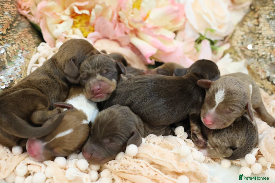 Miniature Dachshund dogs for sale: KC Miniature Dachshund Puppies - Advert 7