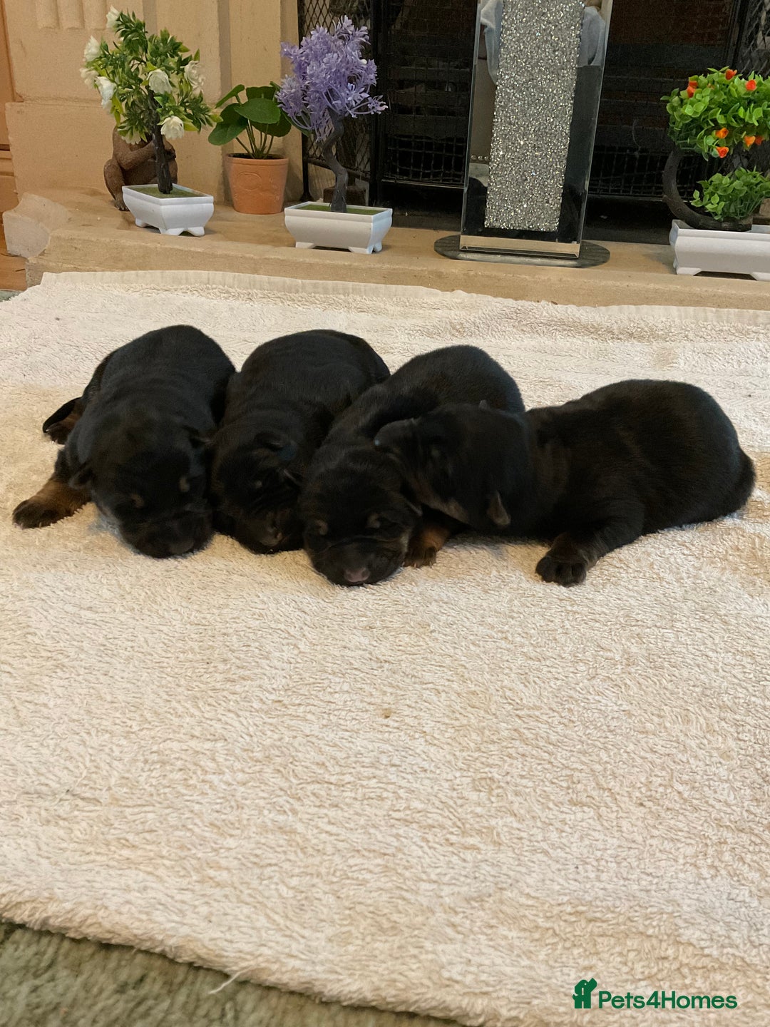 German Shepherd dogs for sale: Quality litter show line/working line puppy’s  - Advert 8