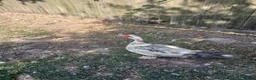 Ducks poultry for sale: 2 Muscovy Drakes - Advert 4