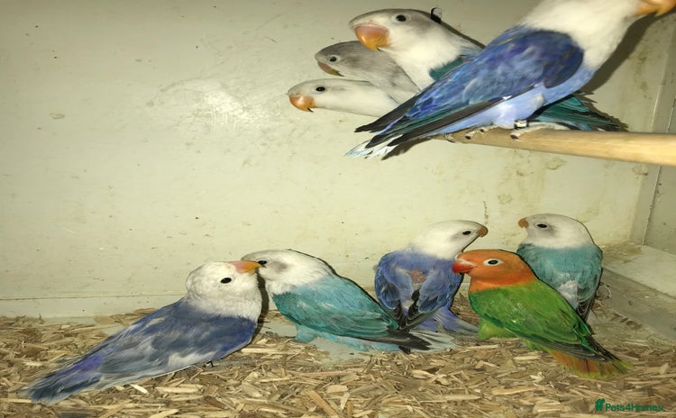 Lovebirds birds - Advert 1