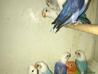 Lovebirds birds - Advert 1