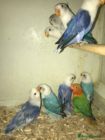 Lovebirds birds - Advert 1