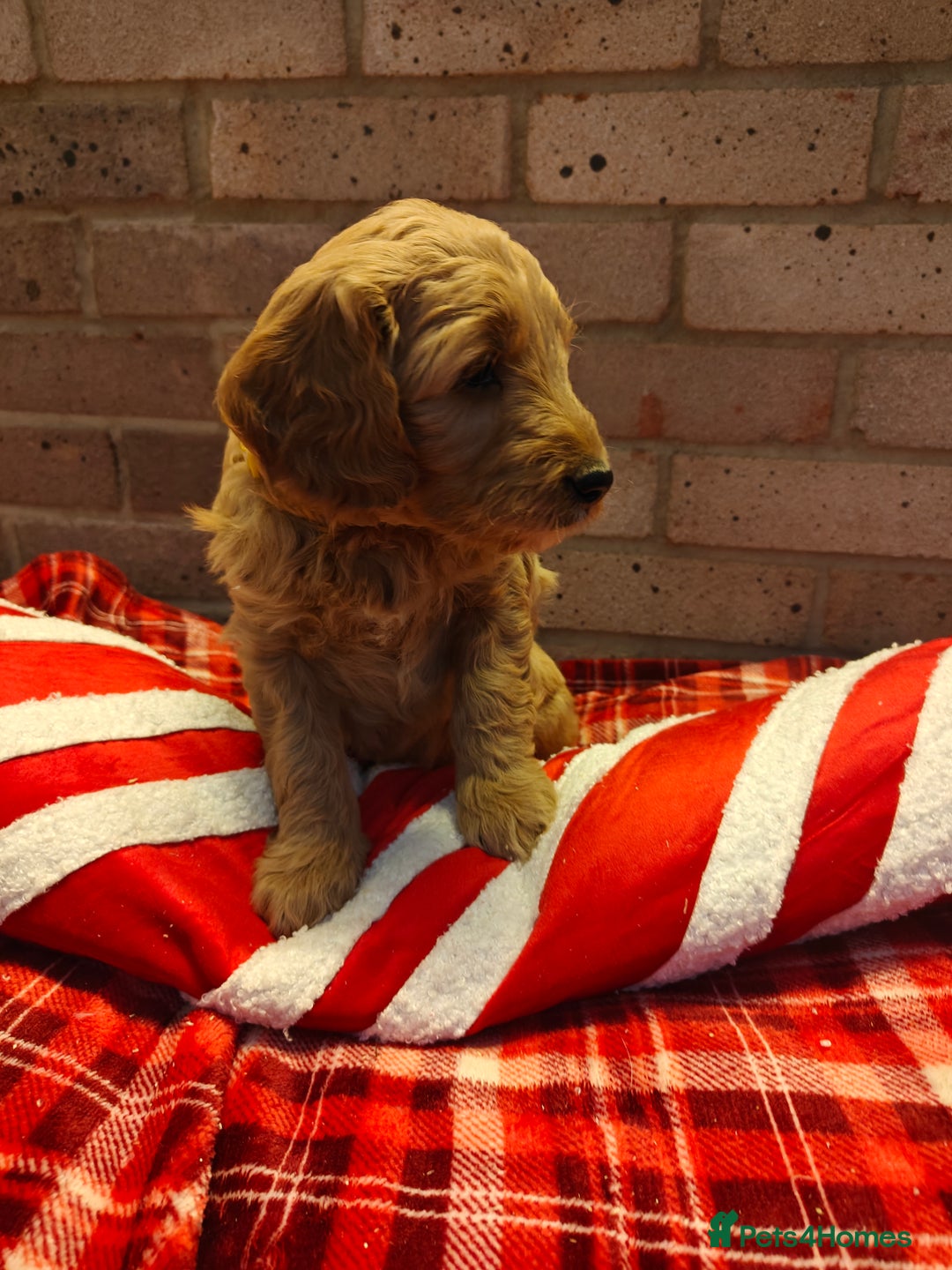 Mini Goldendoodle dogs for sale: *REDUCED* Adorable Red & Apricot Goldendoodles - Advert 10