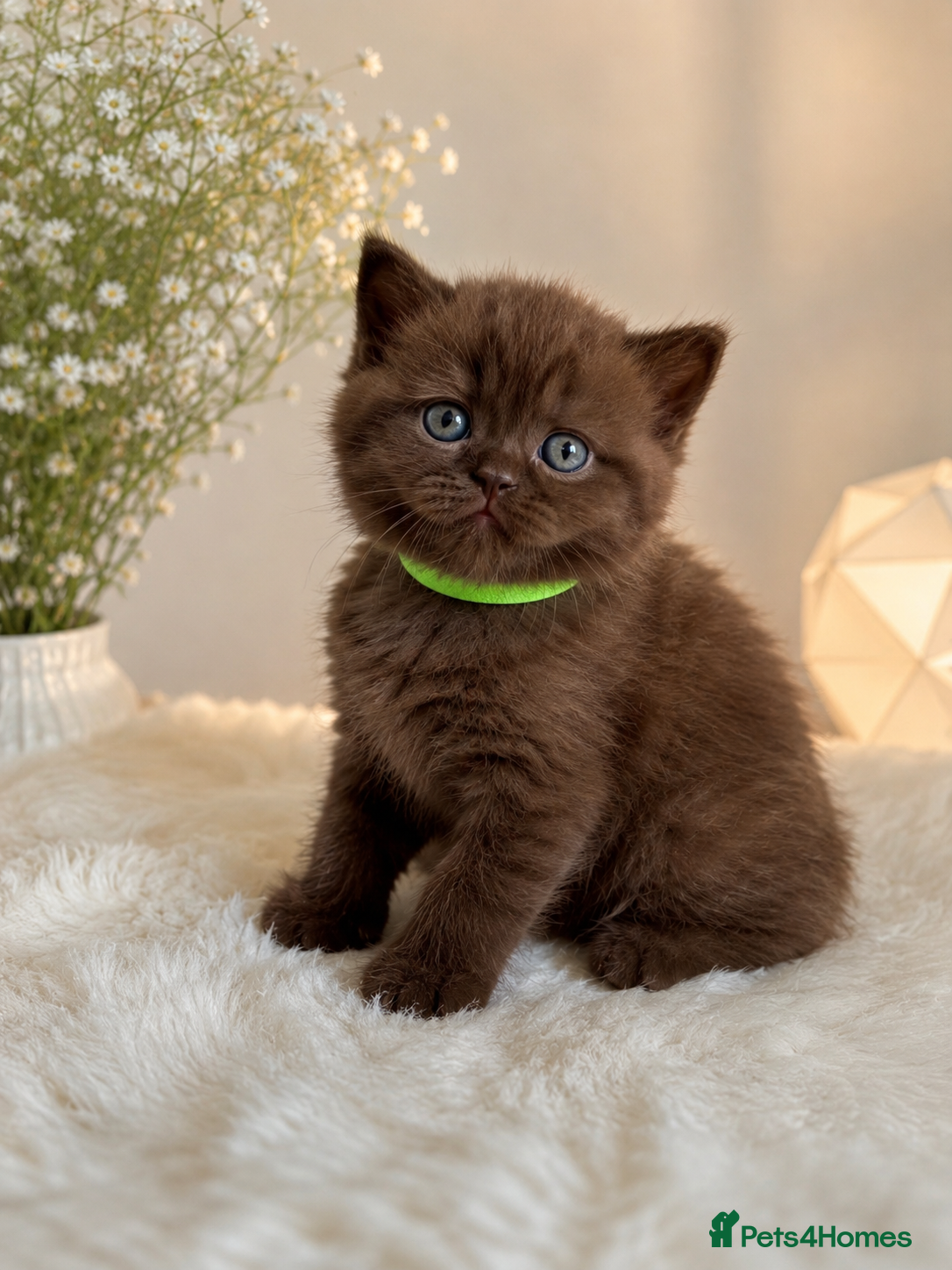 British Shorthair cats Last Boy British Shorthair chocolate 🤎✨ - Advert 2